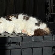 Home Owner wanting sitter in Melbourne, Victoria