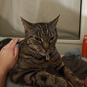 Home Owner wanting sitter in Geelong, Victoria