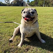 Home Owner wanting sitter in Sydney, New South Wales
