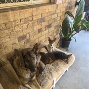 Home Owner wanting sitter in , Queensland