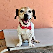 Home Owner wanting sitter in Brisbane , Queensland