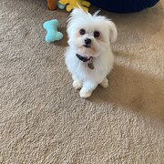 Home Owner wanting sitter in Geelong, Victoria