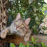 Home Owner wanting sitter in , Victoria