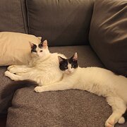 Home Owner wanting sitter in , New South Wales