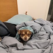 Home Owner wanting sitter in Melbourne , Victoria