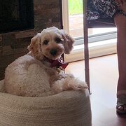 Home Owner wanting sitter in , New South Wales