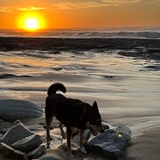 Home Owner wanting sitter in Newcastle, New South Wales