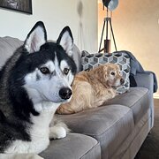 Home Owner wanting sitter in Bunbury , Western Australia
