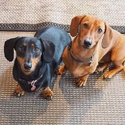 Home Owner wanting sitter in Sydney, New South Wales