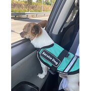 Home Owner wanting sitter in Gold Coast, Queensland