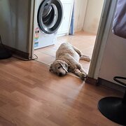 Home Owner wanting sitter in , Queensland