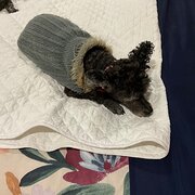 Home Owner wanting sitter in Victoria Park, Western Australia