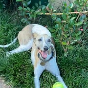Home Owner wanting sitter in Shellharbour or Wollongong , New South Wales