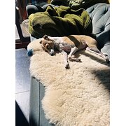 Home Owner wanting sitter in , New South Wales