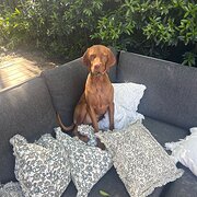 Home Owner wanting sitter in Perth , Western Australia