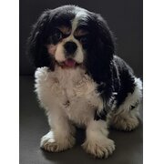 Home Owner wanting sitter in Gold Coast, Queensland