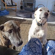 Home Owner wanting sitter in Perth, Western Australia