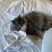 Home Owner wanting sitter in Melbourne, Victoria