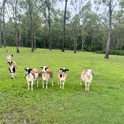 Home Owner wanting sitter in BLUEWATER PARK, Queensland