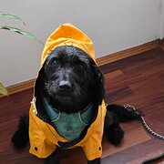Home Owner wanting sitter in Canberra, Australian Capital Territory