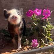 Home Owner wanting sitter in Geraldton , Western Australia