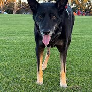 Home Owner wanting sitter in Perth, Western Australia