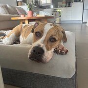 Home Owner wanting sitter in , Queensland