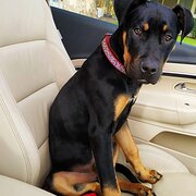 Home Owner wanting sitter in Perth, Western Australia