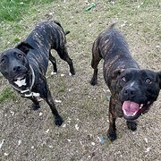 Home Owner wanting sitter in Wagga Wagga, New South Wales