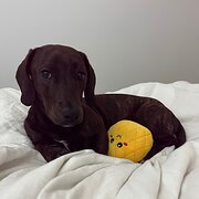 Home Owner wanting sitter in , New South Wales