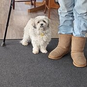 Home Owner wanting sitter in Ulverstone, Tasmania