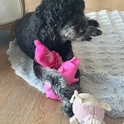 Home Owner wanting sitter in , New South Wales