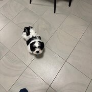 Home Owner wanting sitter in , Queensland