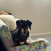 Home Owner wanting sitter in Bribie Island, Queensland