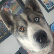 Home Owner wanting sitter in Melbourne , Victoria