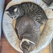 Home Owner wanting sitter in Gordon Park, Queensland