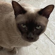 Home Owner wanting sitter in Brisbane, Queensland
