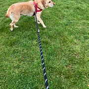 Home Owner wanting sitter in epping , Victoria
