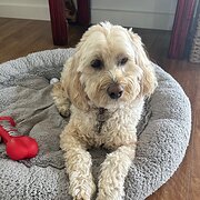 Home Owner wanting sitter in , Victoria
