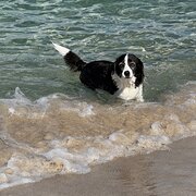 Home Owner wanting sitter in Raymond Terrace, New South Wales