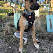 Home Owner wanting sitter in Adelaide , South Australia