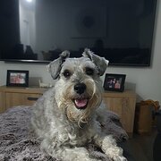 Home Owner wanting sitter in Wollongong , New South Wales