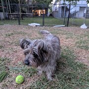 Home Owner wanting sitter in Brisbane, Queensland