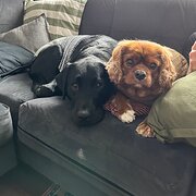 Home Owner wanting sitter in , New South Wales