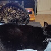 Home Owner wanting sitter in Adelaide , South Australia