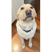 Home Owner wanting sitter in Brisbane, Queensland