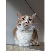 Home Owner wanting sitter in Adelaide, South Australia