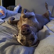 Home Owner wanting sitter in Perth, Western Australia