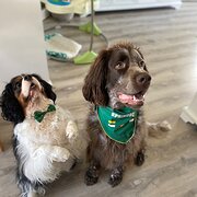 Home Owner wanting sitter in Benowa, Queensland