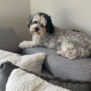 Home Owner wanting sitter in , Victoria
